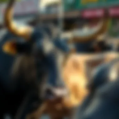 Cultural representations of bulls in modern society