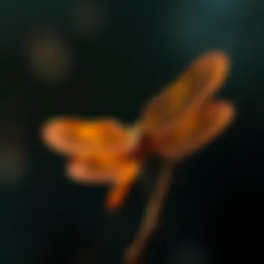 Reliability of Signals from Dragonfly Doji